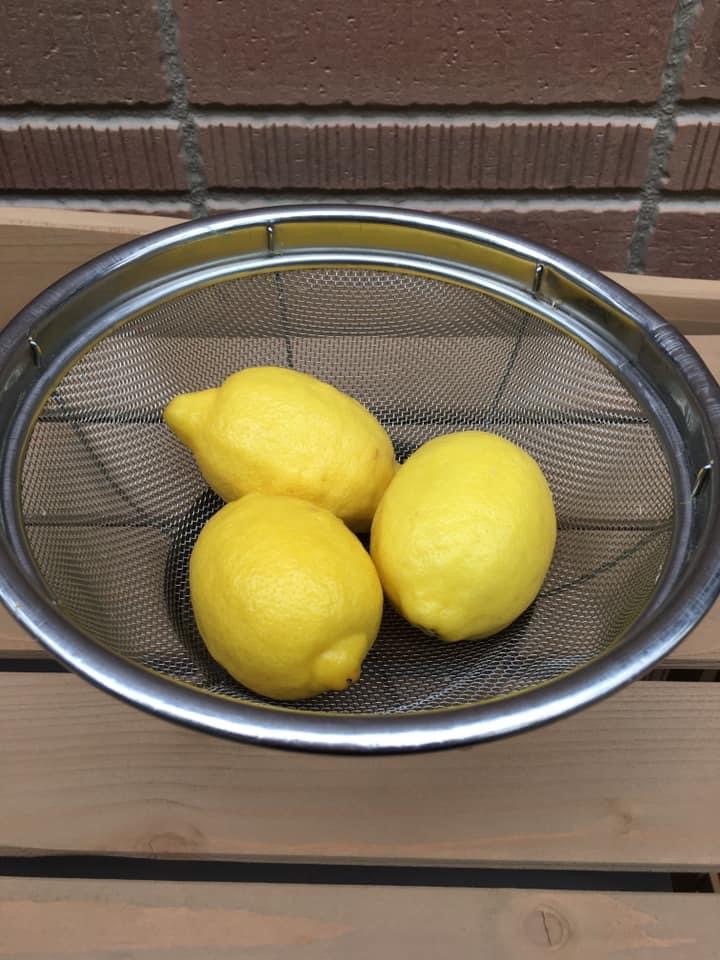 種からレモンの鉢植え栽培にチャレンジしてみた 鉢植え果樹 種からレモンの鉢植え栽培にチャレンジしてみた 鉢植え果樹