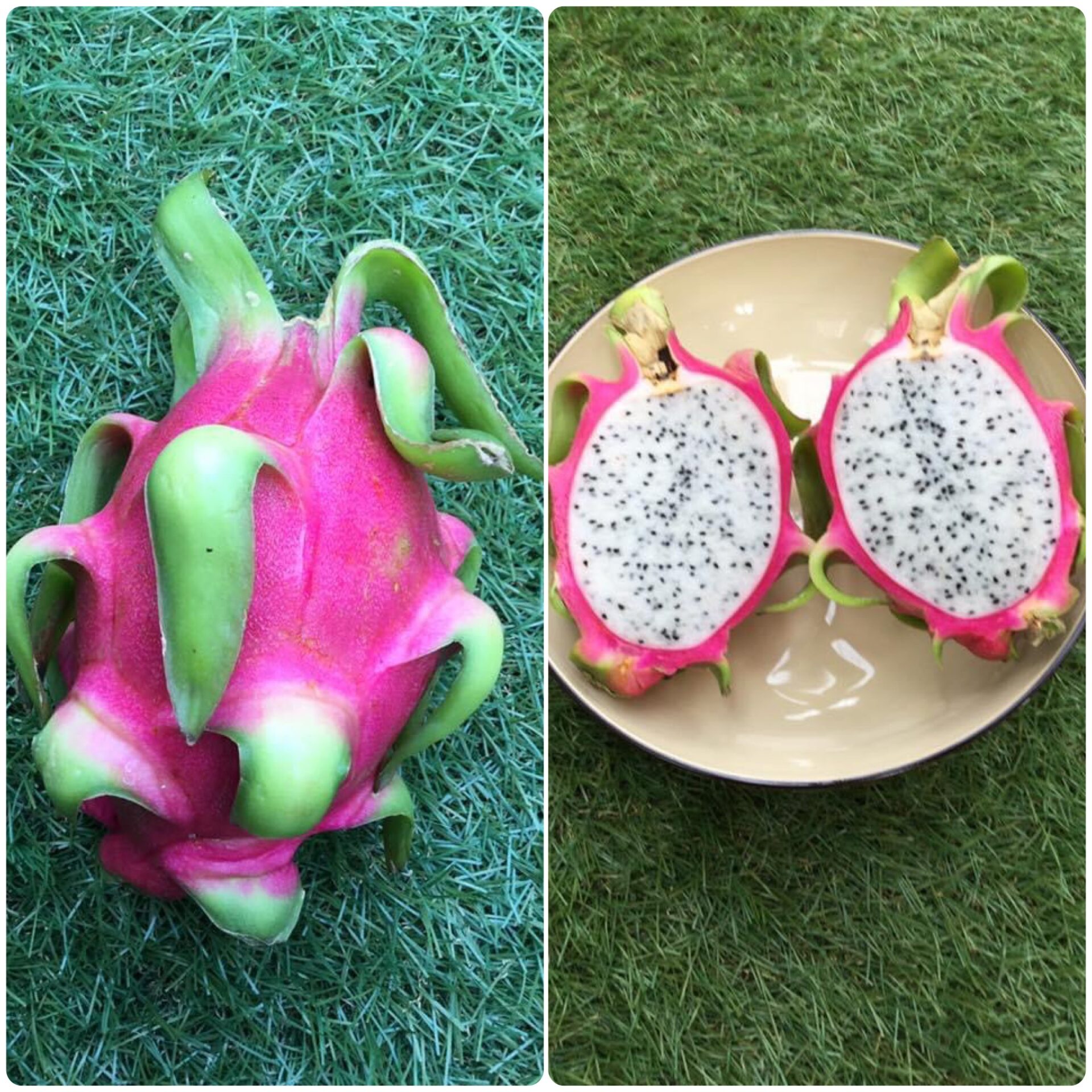 ベランダで鉢植え ドラゴンフルーツを種から育てる 鉢植え果樹